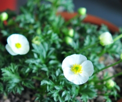 Clean white bowl shaped flowers.